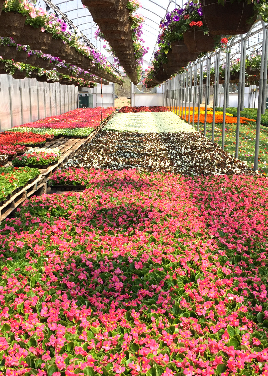 Wildhagen Greenhouses Milton, ON rebranding